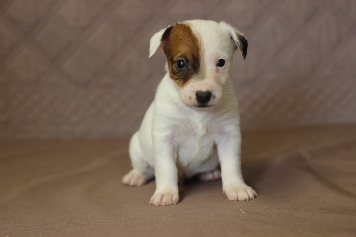 des Diamants Verts - Chiot disponible  - Jack Russell Terrier