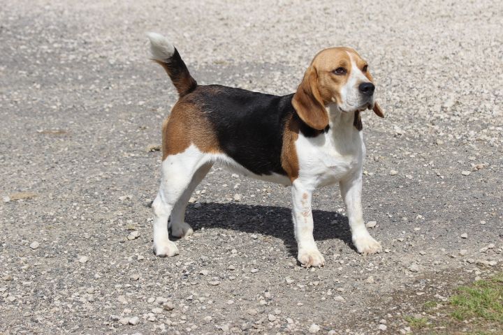 Les Beagle de l'affixe des Diamants Verts