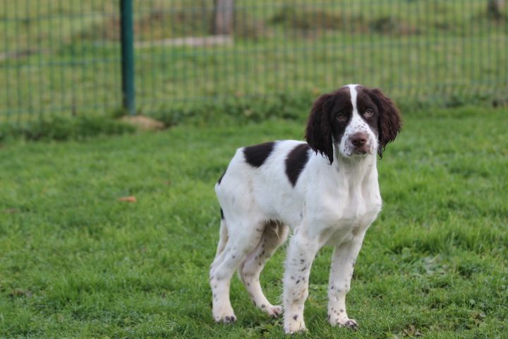 des Diamants Verts - Chiot disponible  - Epagneul Français