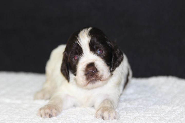 des Diamants Verts - Chiot disponible  - English Springer Spaniel