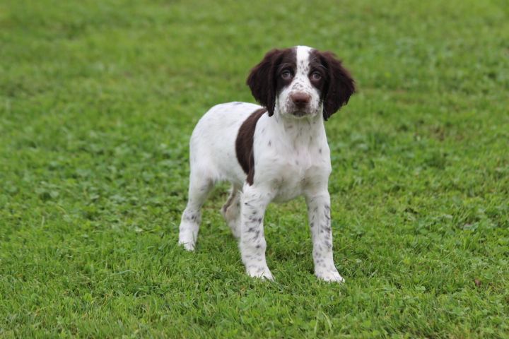 des Diamants Verts - Chiot disponible  - Epagneul Français