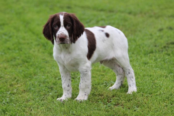 des Diamants Verts - Chiot disponible  - Epagneul Français