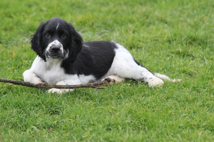 des Diamants Verts - Chiot disponible  - English Springer Spaniel