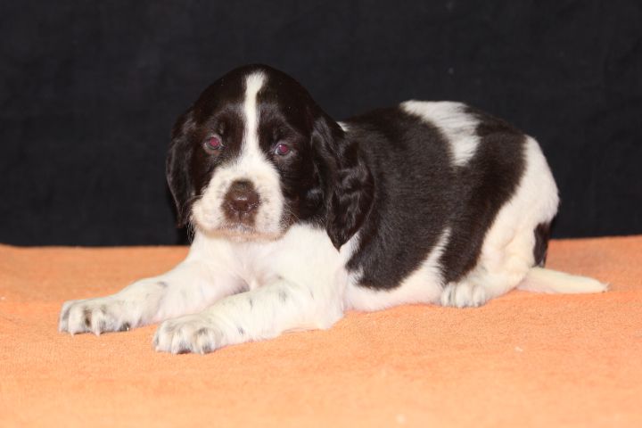 des Diamants Verts - Chiot disponible  - English Springer Spaniel