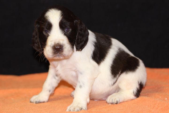 des Diamants Verts - Chiot disponible  - English Springer Spaniel