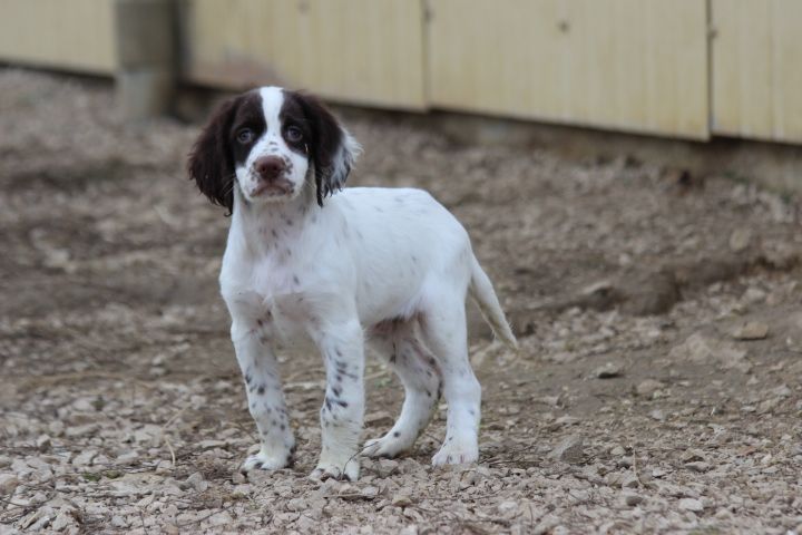 des Diamants Verts - Chiot disponible  - Epagneul Français