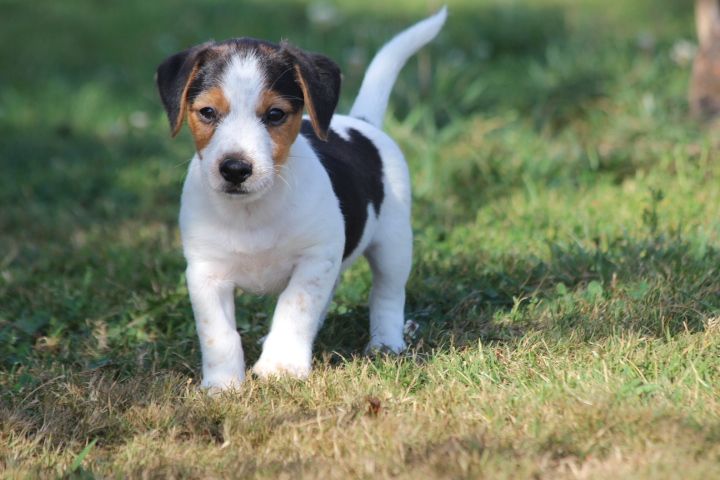 des Diamants Verts - Chiot disponible  - Jack Russell Terrier