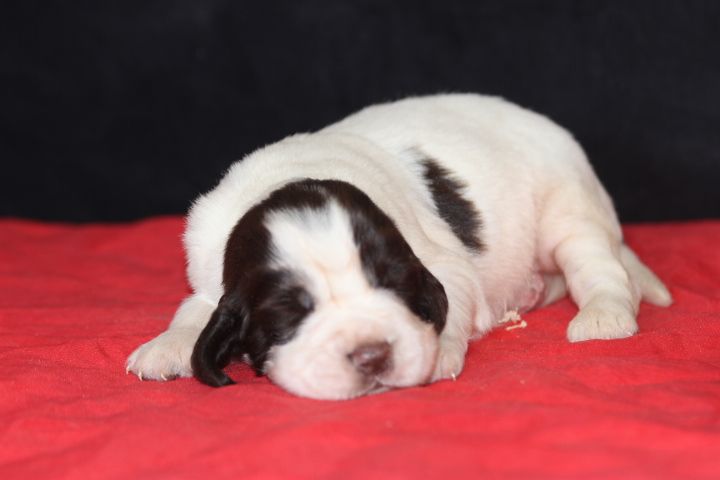 des Diamants Verts - Chiot disponible  - English Springer Spaniel