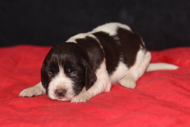 des Diamants Verts - Chiot disponible  - English Springer Spaniel