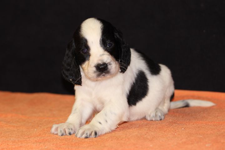 des Diamants Verts - Chiot disponible  - English Springer Spaniel