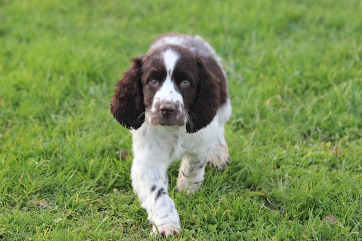 des Diamants Verts - Chiot disponible  - English Springer Spaniel