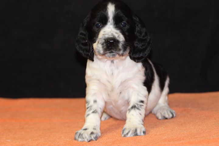 des Diamants Verts - Chiot disponible  - English Springer Spaniel