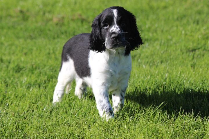 des Diamants Verts - Chiot disponible  - English Springer Spaniel