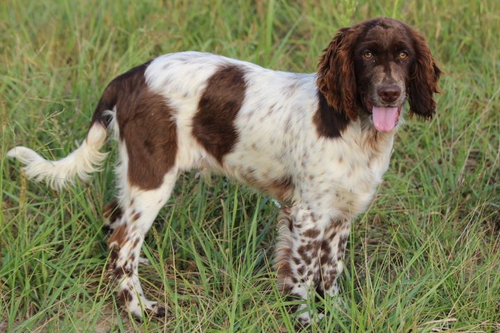 des Diamants Verts - Chiot disponible  - English Springer Spaniel