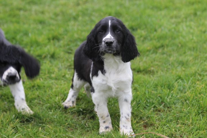 des Diamants Verts - Chiot disponible  - English Springer Spaniel