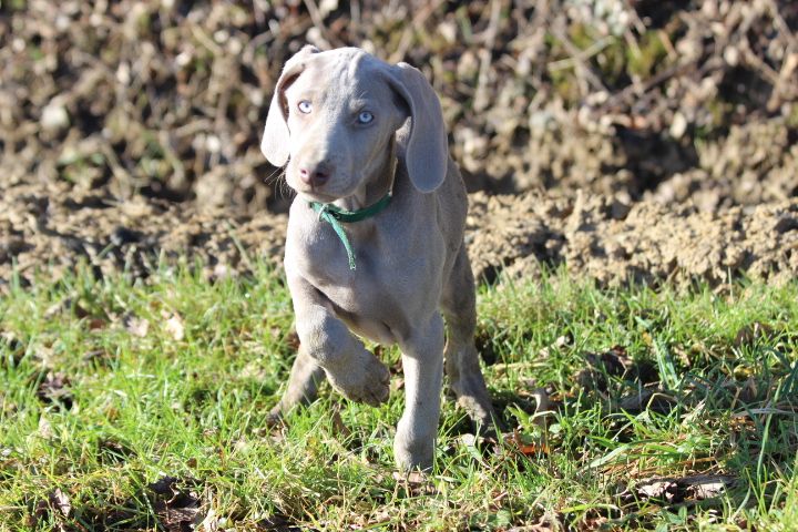 des Diamants Verts - Chiot disponible  - Braque de Weimar