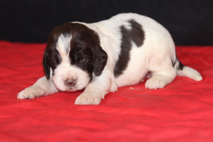 des Diamants Verts - Chiot disponible  - English Springer Spaniel