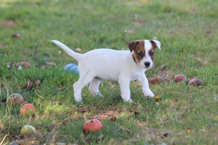 des Diamants Verts - Chiot disponible  - Jack Russell Terrier