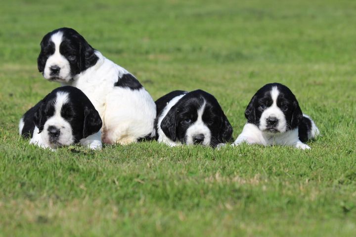 chiot English Springer Spaniel des Diamants Verts