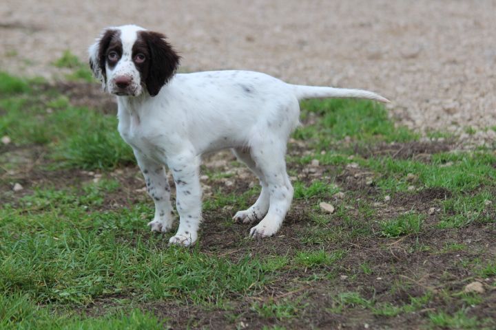 des Diamants Verts - Chiot disponible  - Epagneul Français