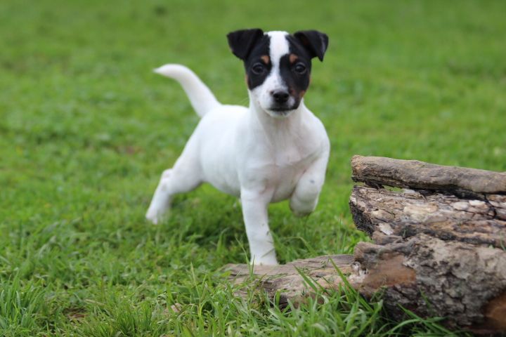 des Diamants Verts - Chiot disponible  - Jack Russell Terrier