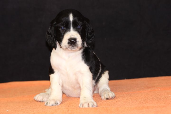 des Diamants Verts - Chiot disponible  - English Springer Spaniel