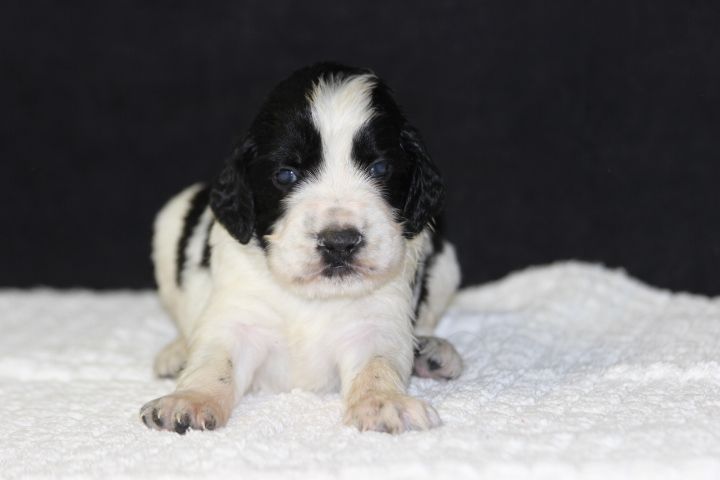 des Diamants Verts - Chiot disponible  - English Springer Spaniel