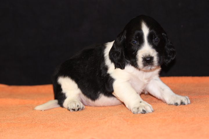 des Diamants Verts - Chiot disponible  - English Springer Spaniel