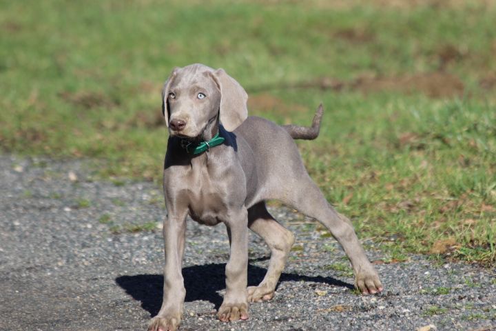 des Diamants Verts - Chiot disponible  - Braque de Weimar