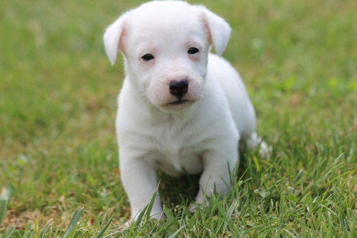 des Diamants Verts - Chiot disponible  - Jack Russell Terrier