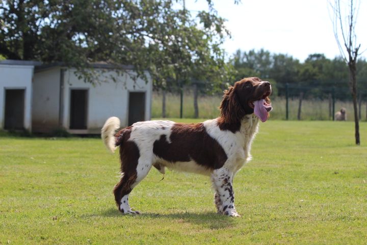 des Diamants Verts - Chiot disponible  - English Springer Spaniel