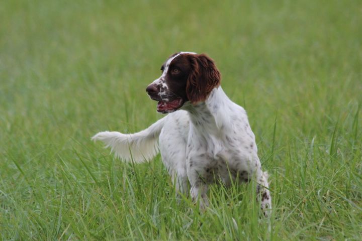 des Diamants Verts - Chiot disponible  - Epagneul Français