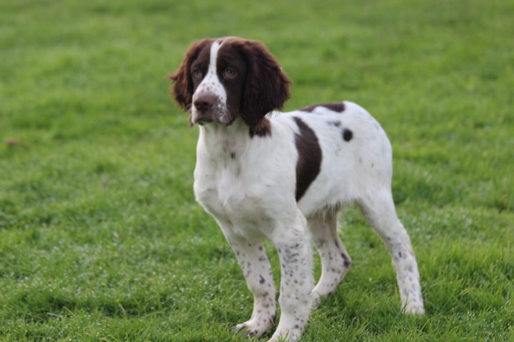 des Diamants Verts - Chiot disponible  - Epagneul Français