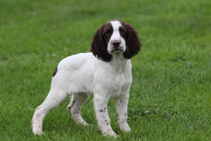 des Diamants Verts - Chiot disponible  - English Springer Spaniel