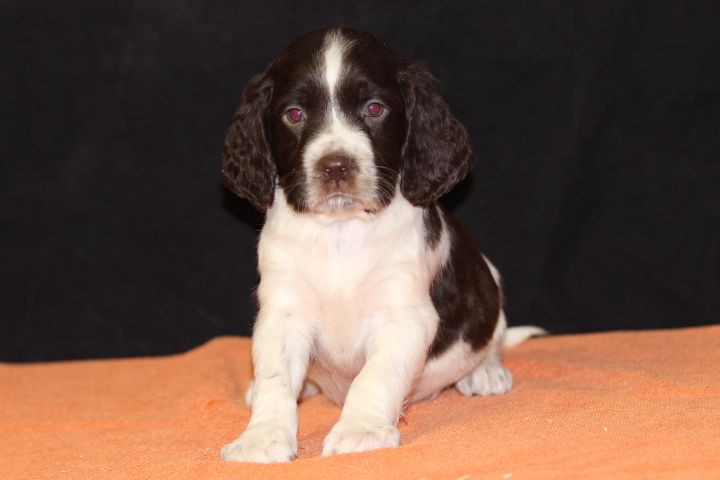 des Diamants Verts - Chiot disponible  - English Springer Spaniel