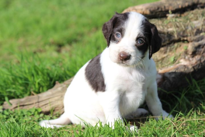 des Diamants Verts - Chiot disponible  - Epagneul Français