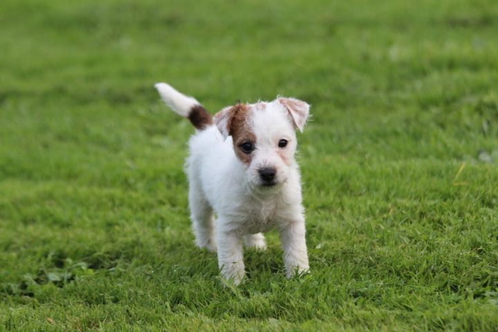 des Diamants Verts - Chiot disponible  - Jack Russell Terrier