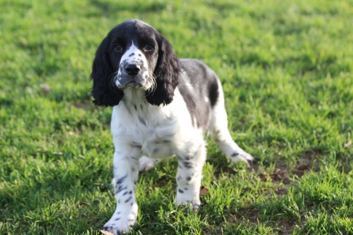 des Diamants Verts - Chiot disponible  - English Springer Spaniel