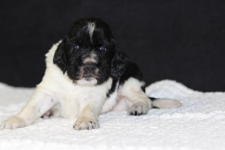 des Diamants Verts - Chiot disponible  - English Springer Spaniel