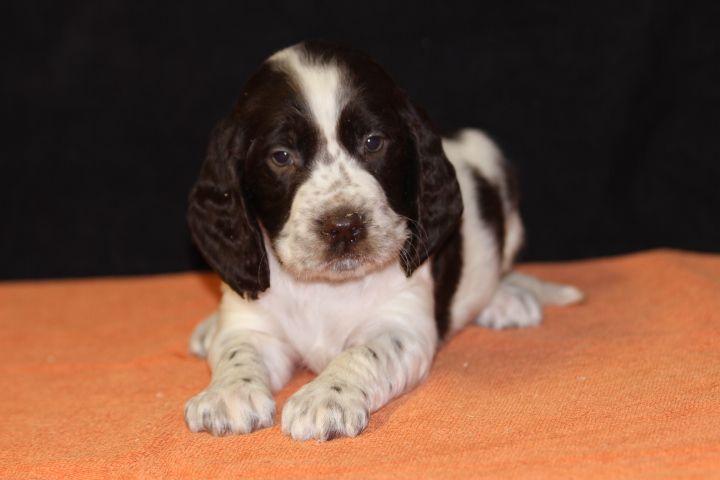 des Diamants Verts - Chiot disponible  - English Springer Spaniel