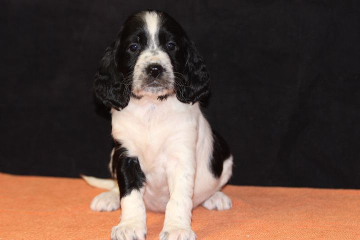 des Diamants Verts - Chiot disponible  - English Springer Spaniel