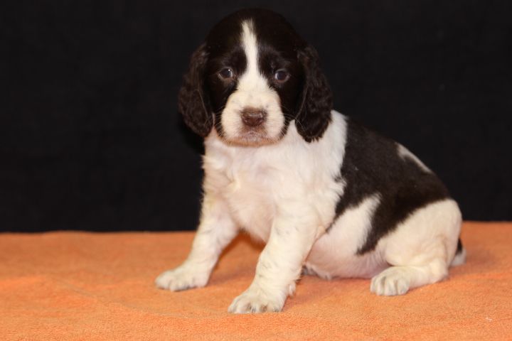 des Diamants Verts - Chiot disponible  - English Springer Spaniel