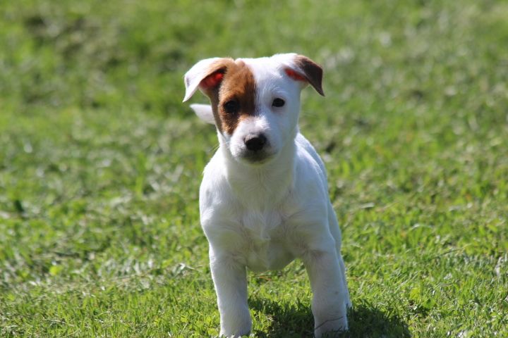 des Diamants Verts - Chiot disponible  - Jack Russell Terrier