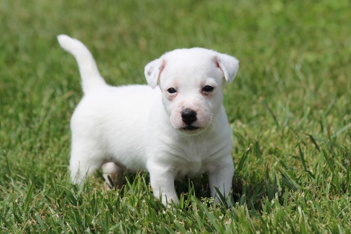 des Diamants Verts - Chiot disponible  - Jack Russell Terrier