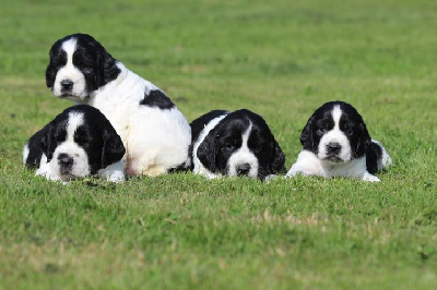 des Diamants Verts - English Springer Spaniel - Portée née le 19/08/2024