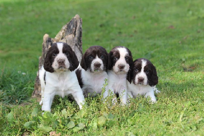 des Diamants Verts - English Springer Spaniel - Portée née le 16/08/2024