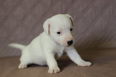 des Diamants Verts - Jack Russell Terrier - Portée née le 27/02/2024