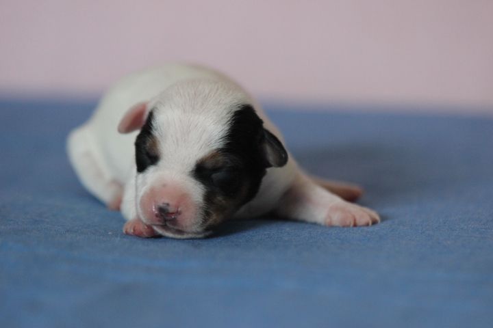 des Diamants Verts - Chiot disponible  - Jack Russell Terrier