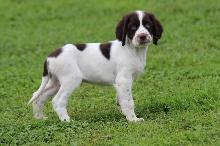 des Diamants Verts - Chiot disponible  - Epagneul Français