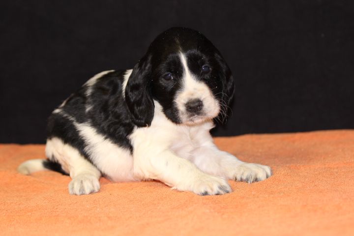 des Diamants Verts - Chiot disponible  - English Springer Spaniel